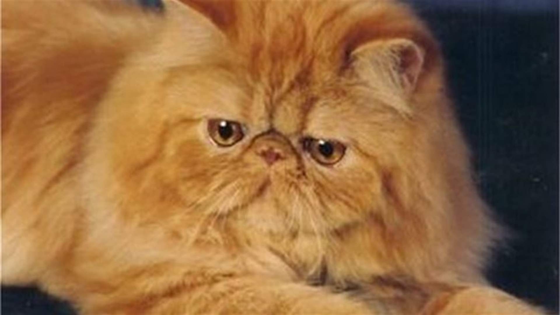 Iran mulls Persian cat as next animal astronaut