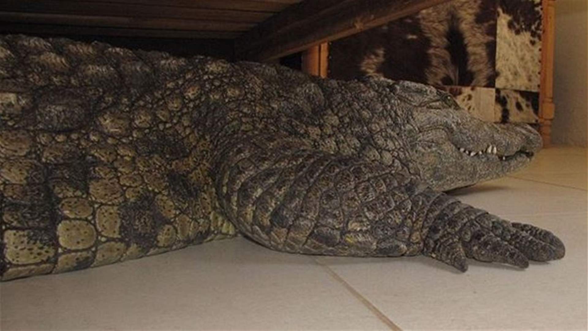 Man finds 8ft crocodile under his bed