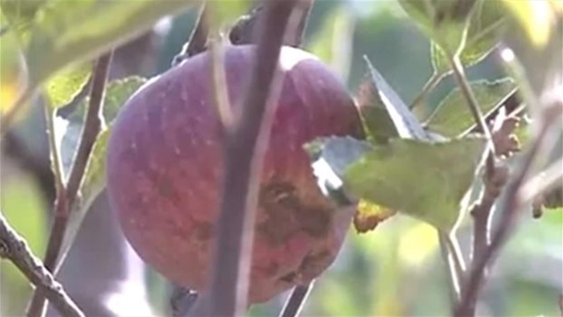 REPORT: Closer look on apple season in Lebanon