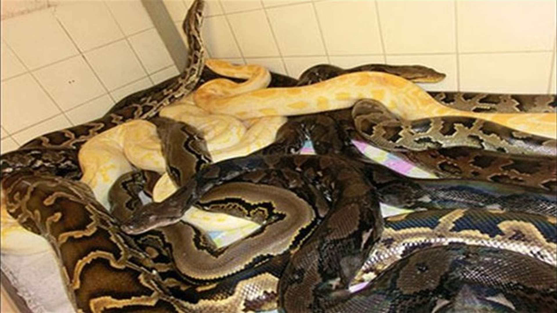 Hundreds of snakes found in New York man's home 