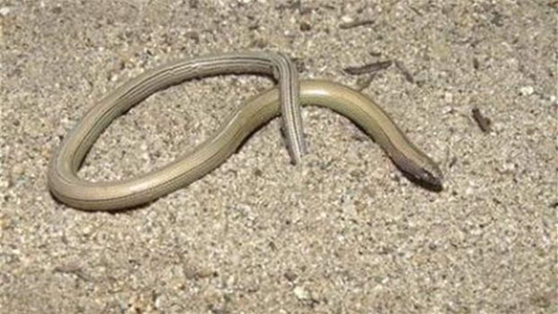Scientists discover new legless lizard species in California