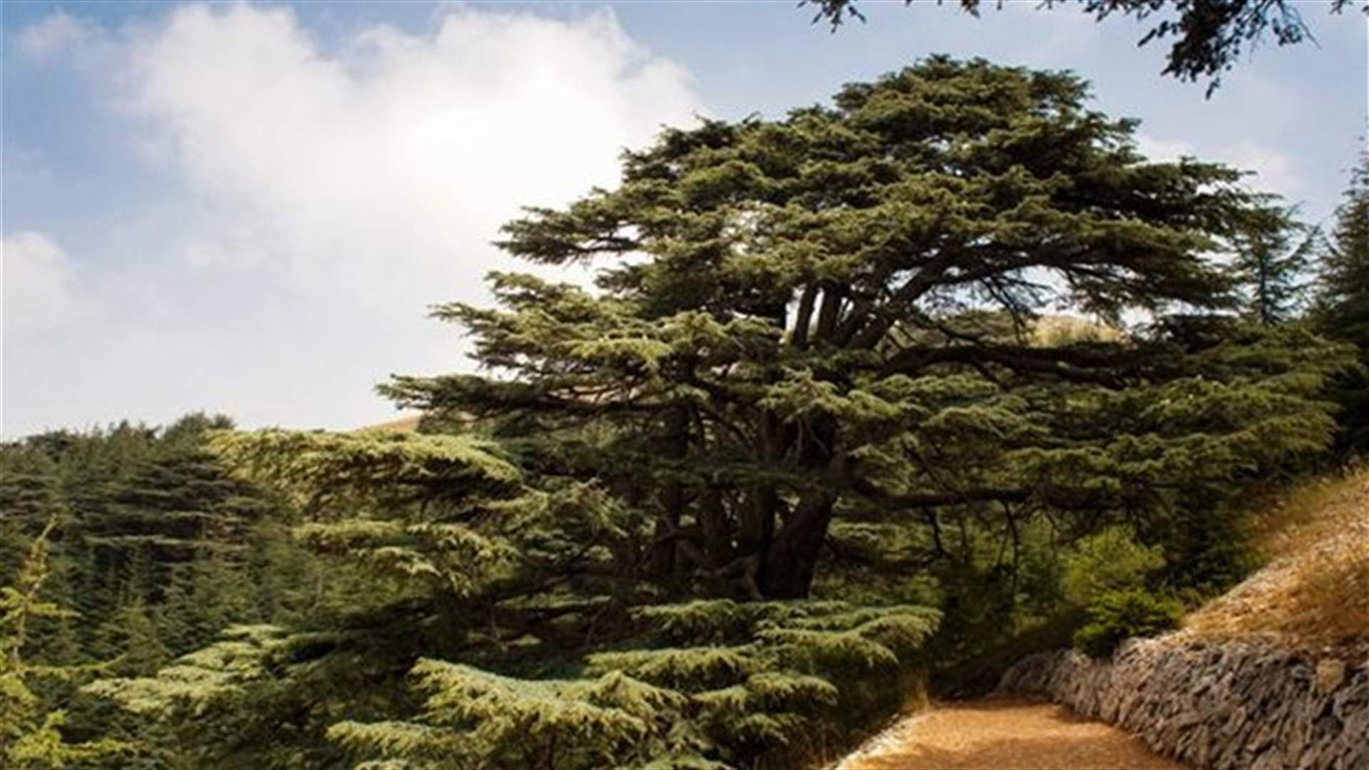 الرهانان ودربُ غزّة