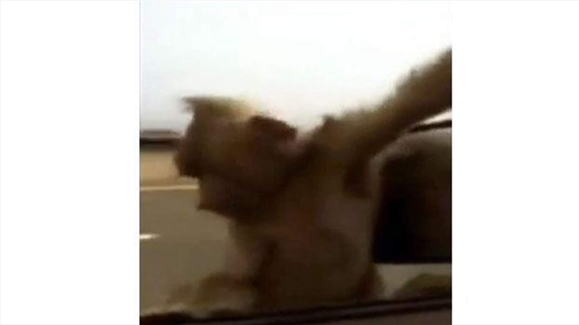 بالفيديو.. قرد على شباك سيارة يحاول النجاة بحياته 