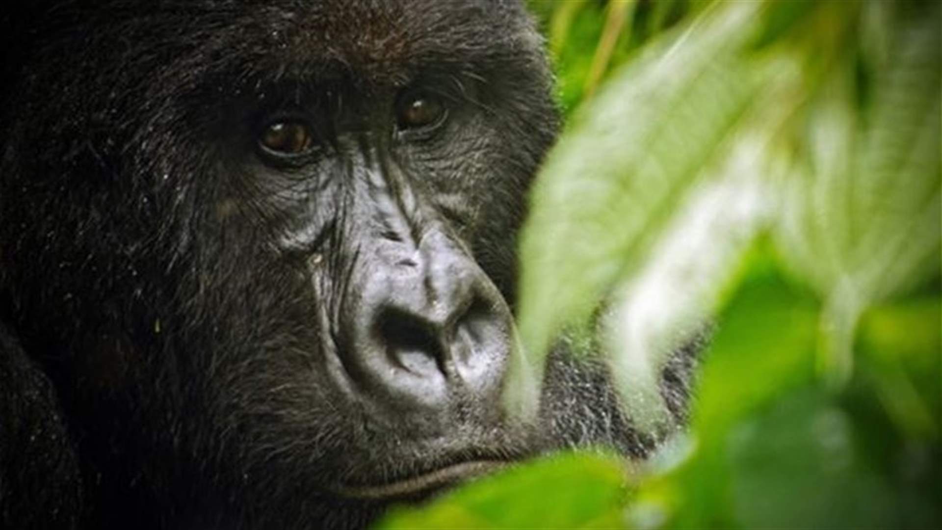 Male Dallas Zoo gorilla to get therapy for sexist attitude