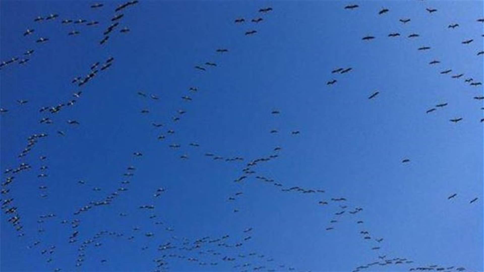 اطلاق نار باتجاه الطيور المهاجرة في طرابلس