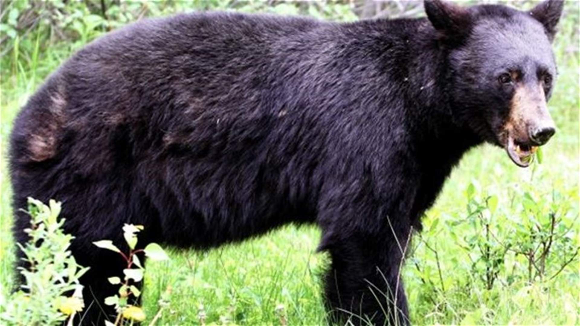 Bear obeys bartender's command, leaves hotel bar