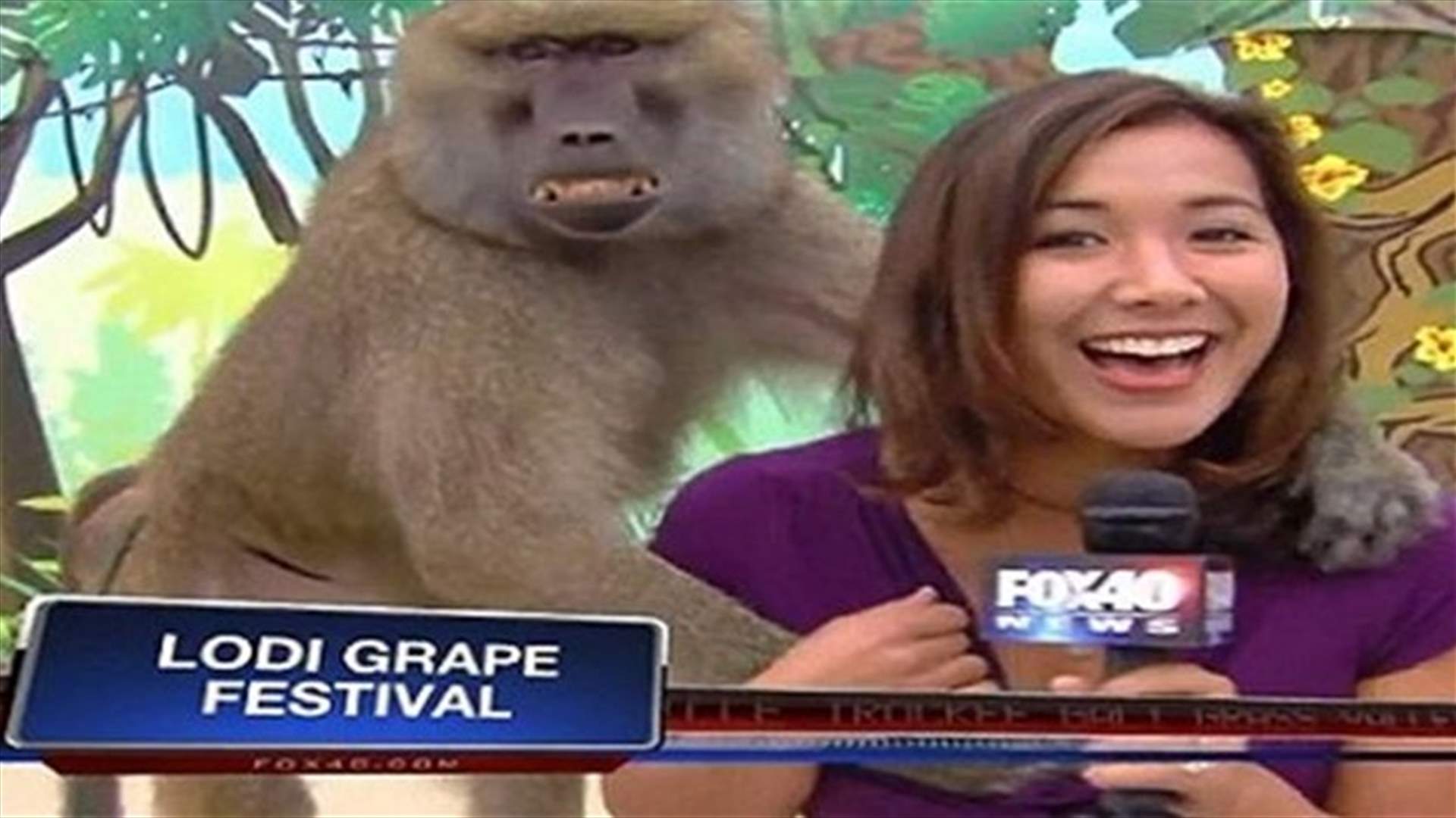 بالفيديو...  قرد وقح يتحرّش بالمراسلة مباشرة على الهواء