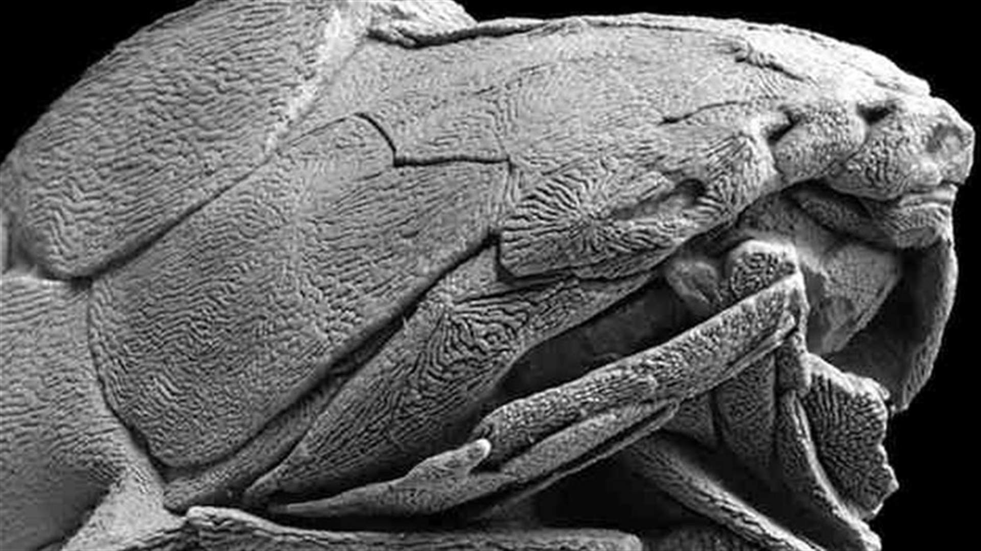 Fossil fish find in China fills in evolutionary picture