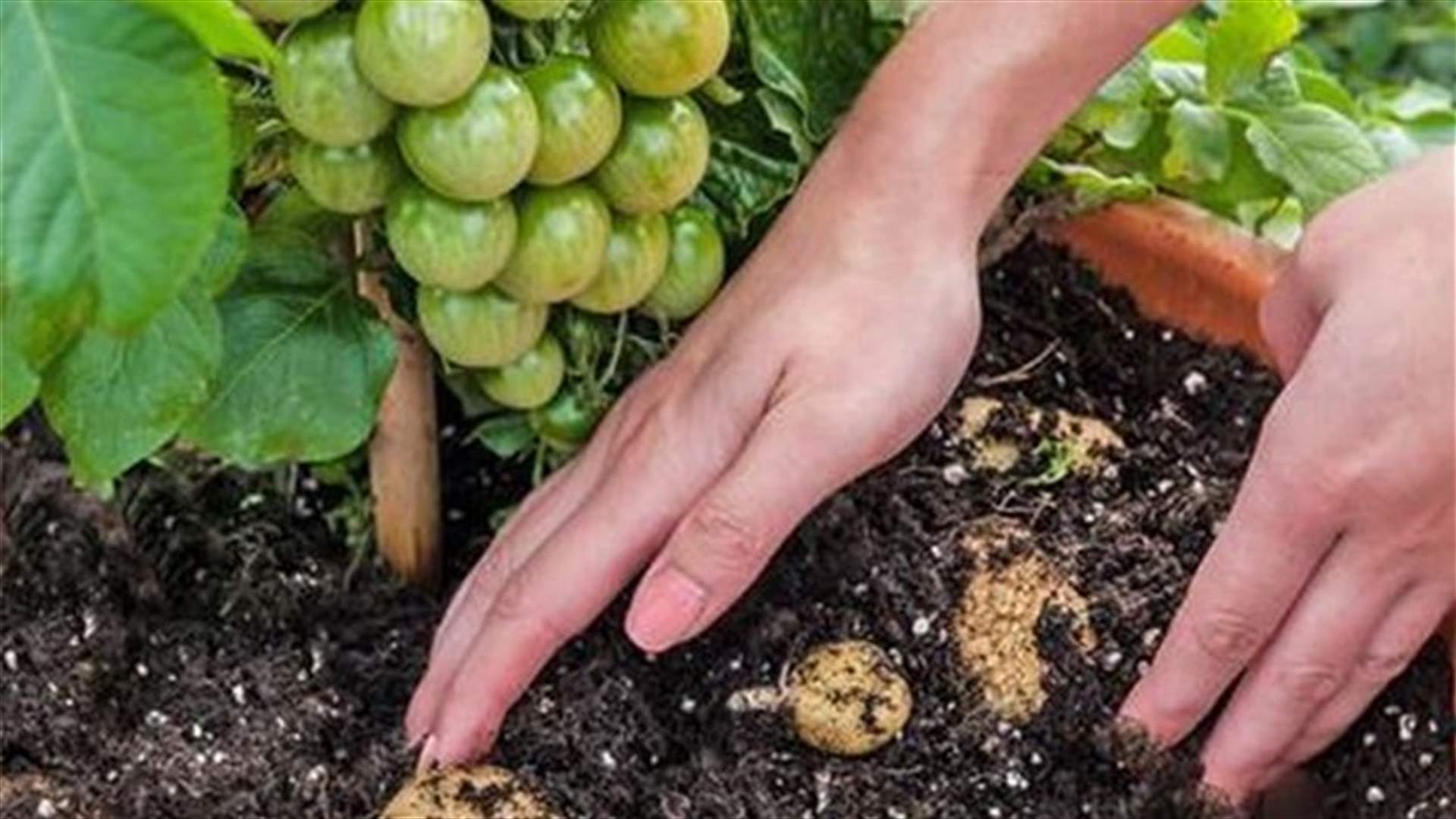 New plant producing tomatoes and potatoes launched in UK, the TomTato