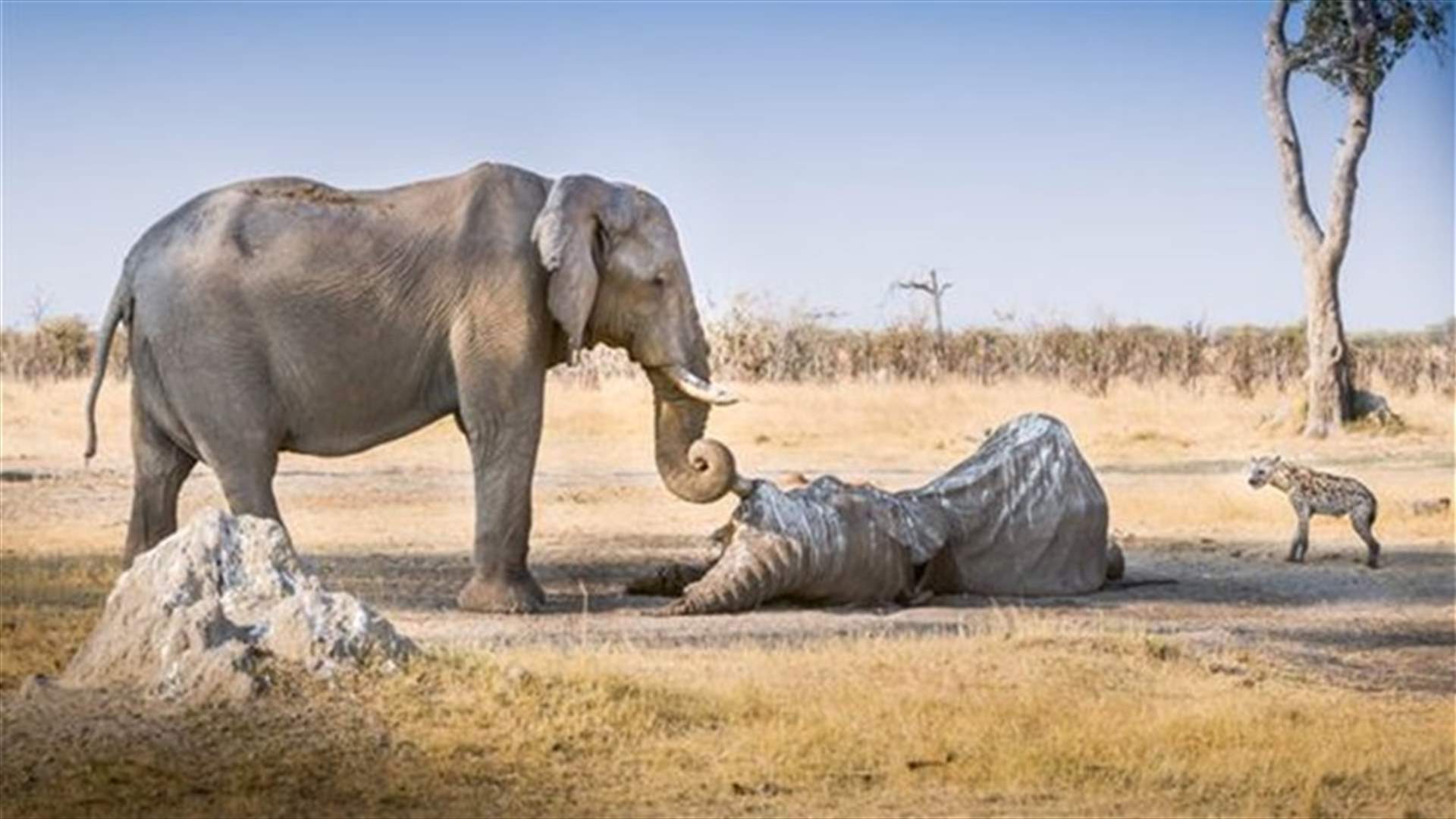 Photo captures the heartbreaking moment of an elephant bidding farewell to fallen companion