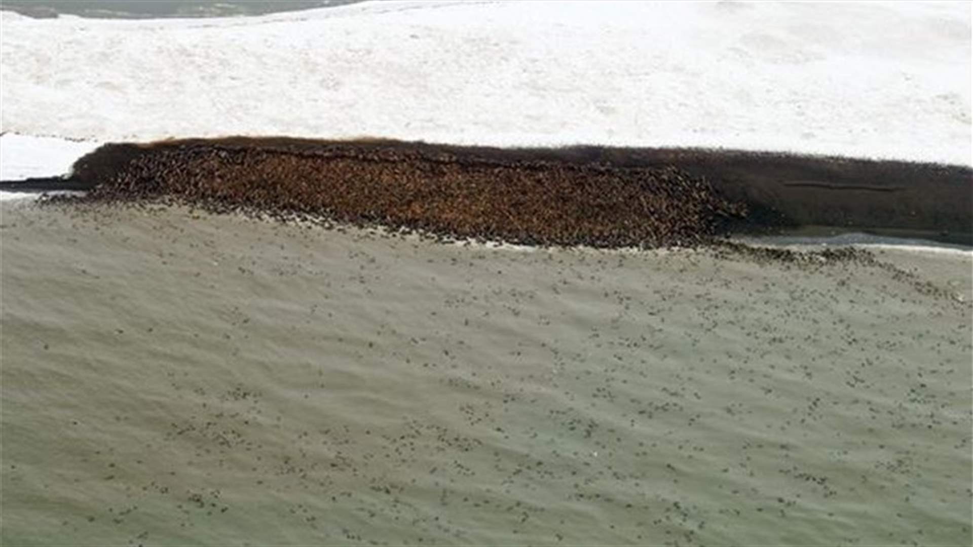 Unable to find sea ice, 10,000 walrus pack onto Alaska's northwest coast