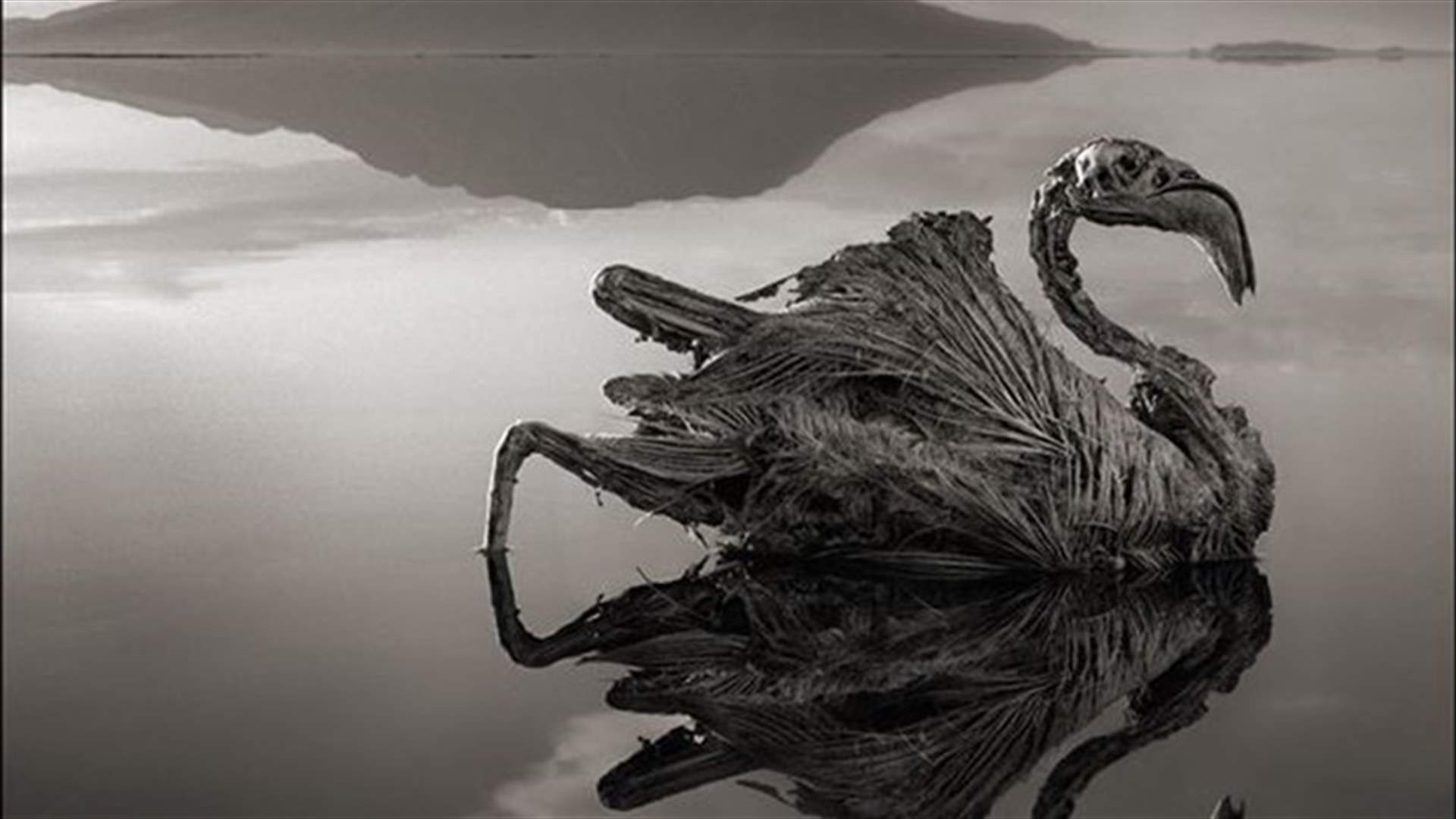 Birds turn to stone in Africa's Lake Natron