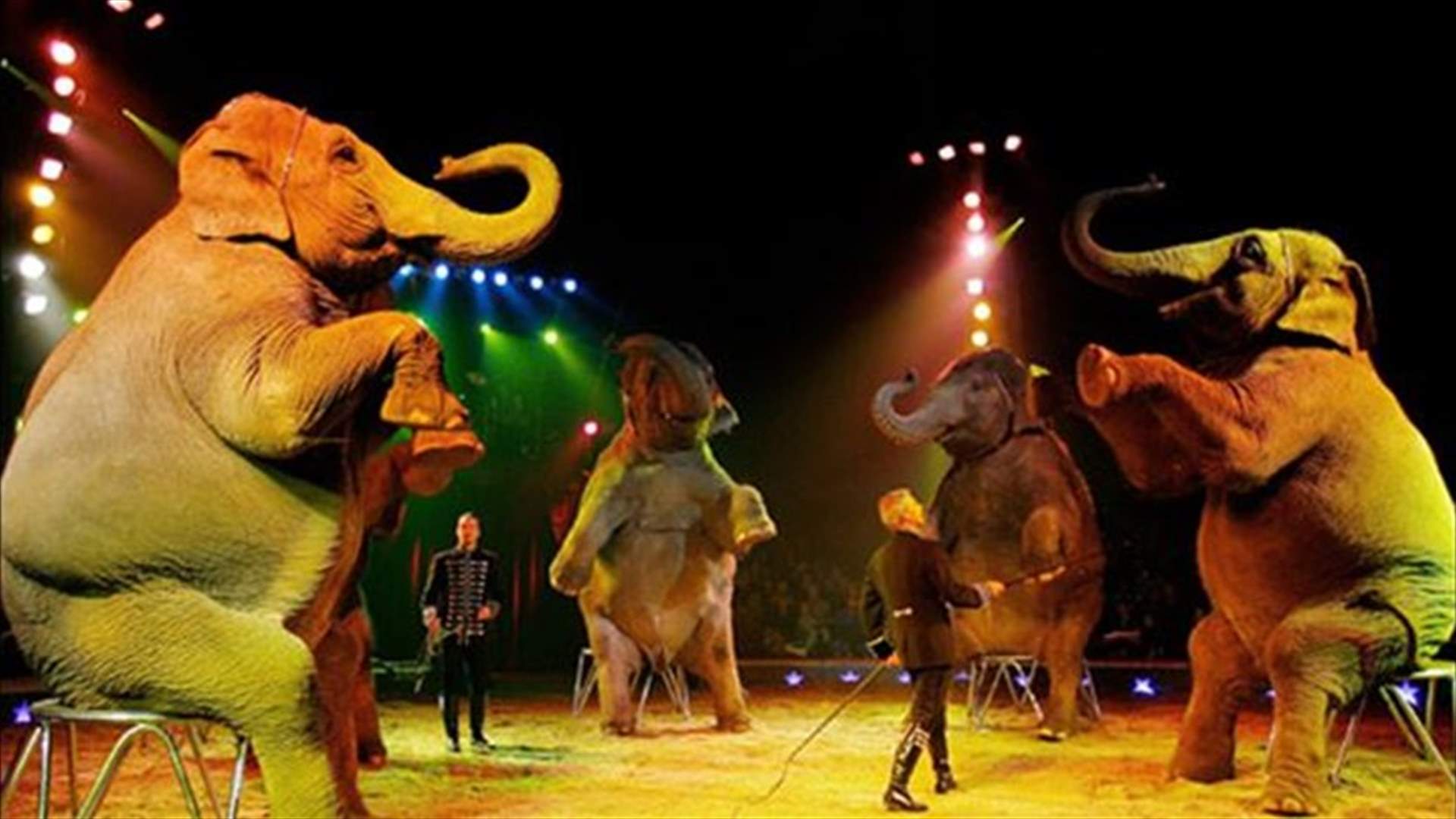 Circus cancelled as Chinese stress animal welfare