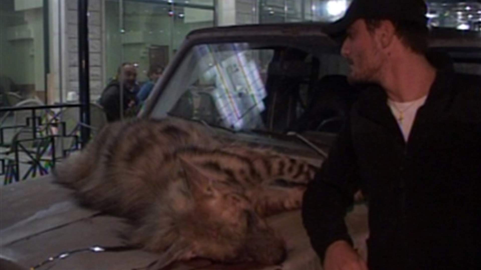 Hyena cruising Zahleh   