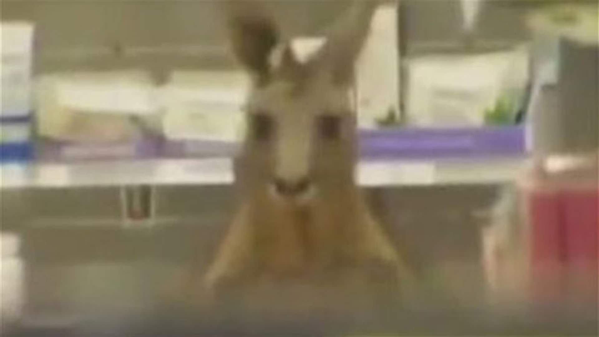 Hop aboard: Kangaroo shuts Australian airport