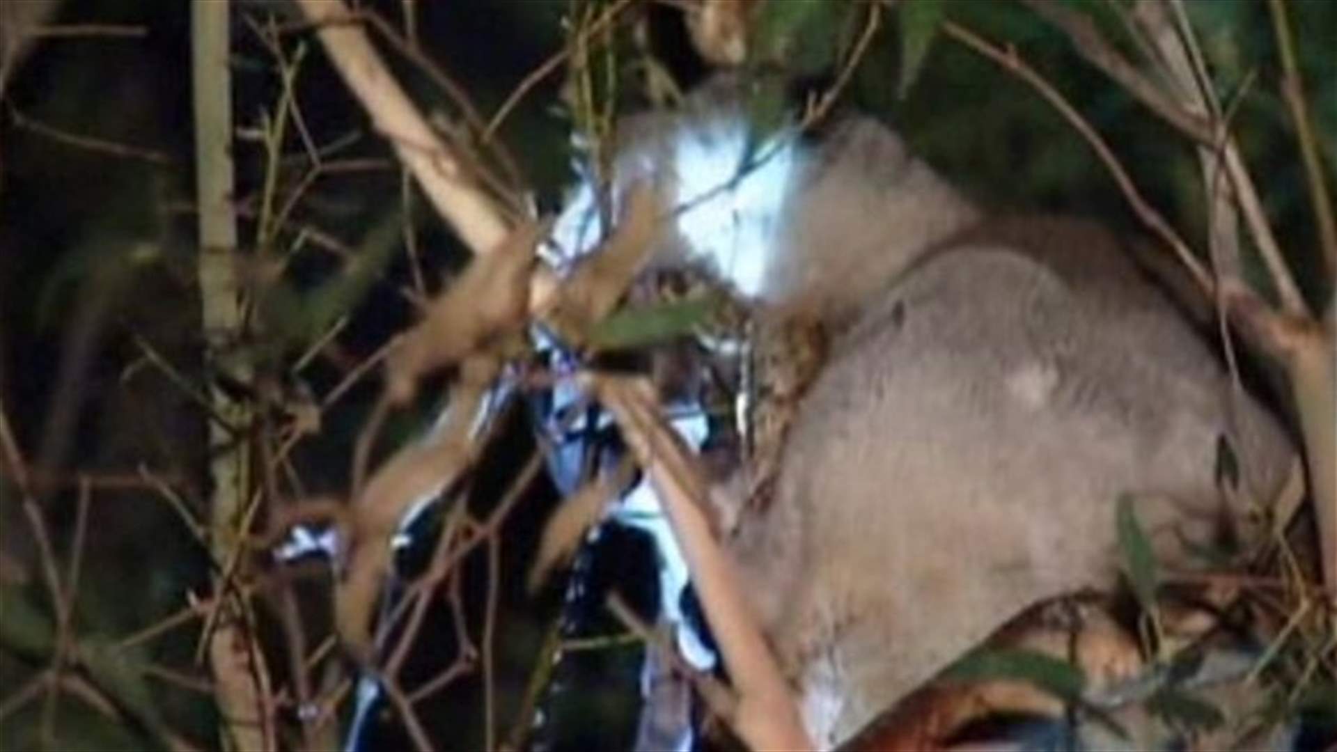 Koala stuck in tree with a rabbit trap on its paw is rescued 