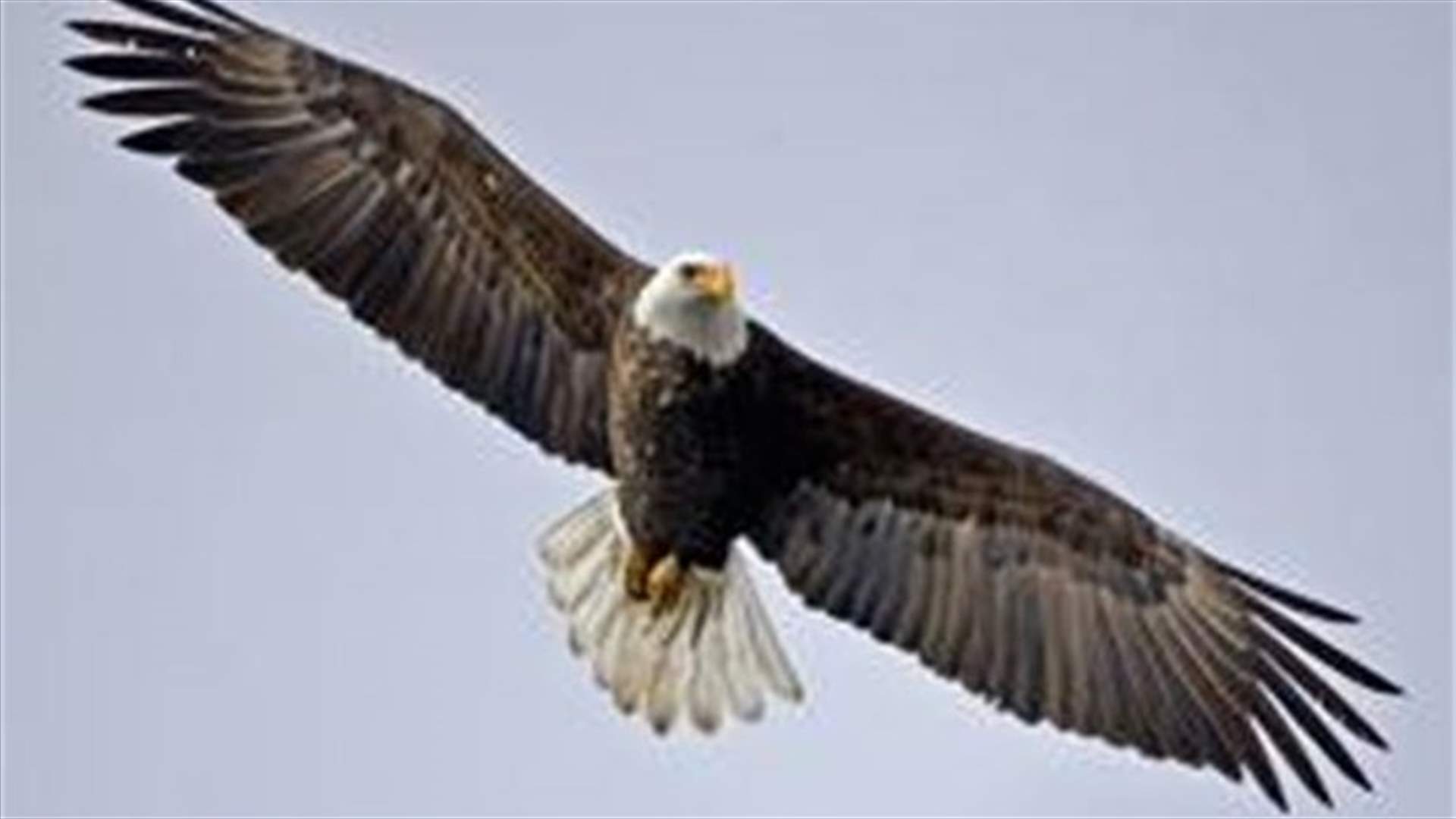 Israeli spy eagle falls prey to Hezbollah           