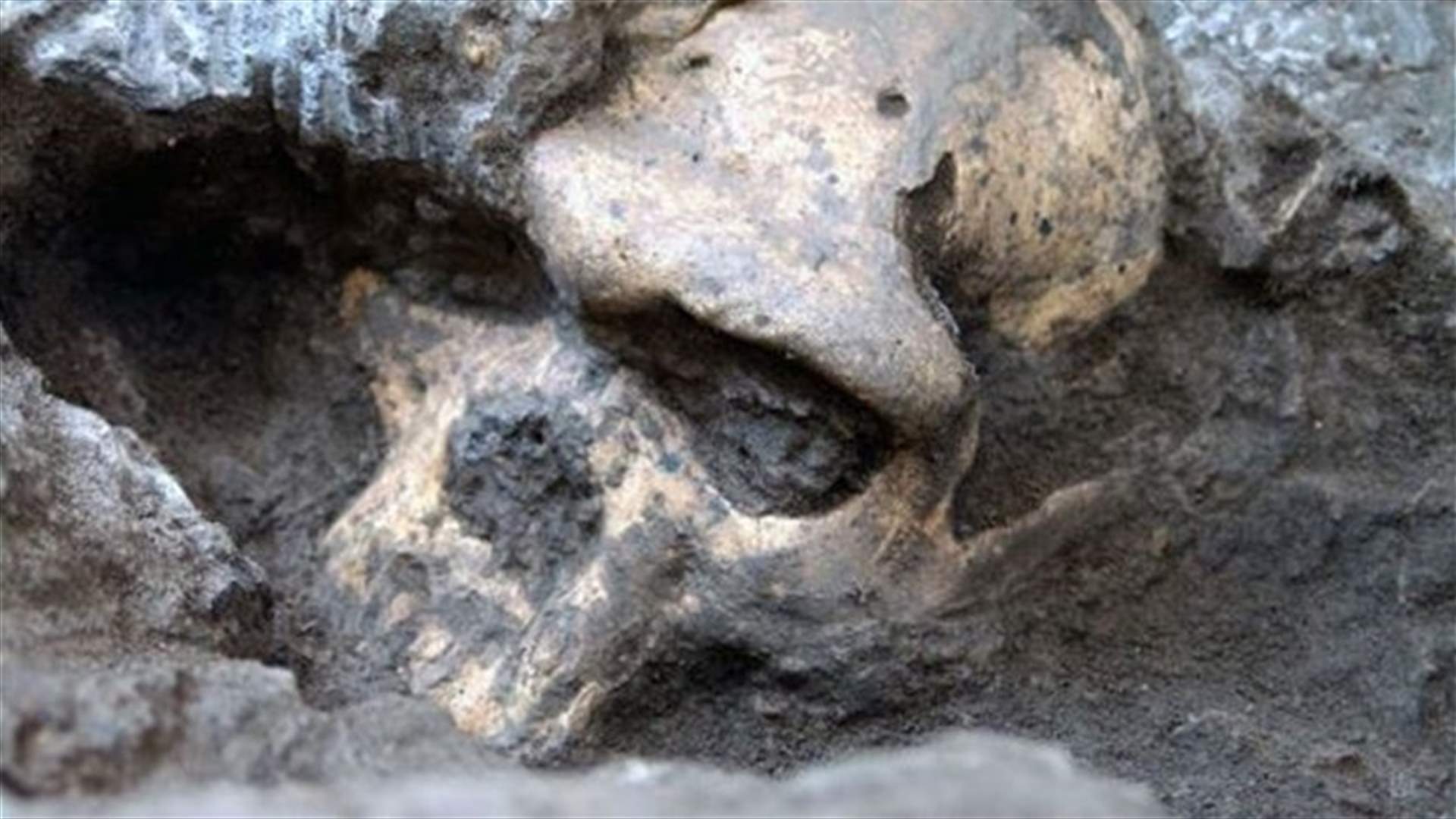 1.8 million-year-old skull gives glimpse of our evolution 