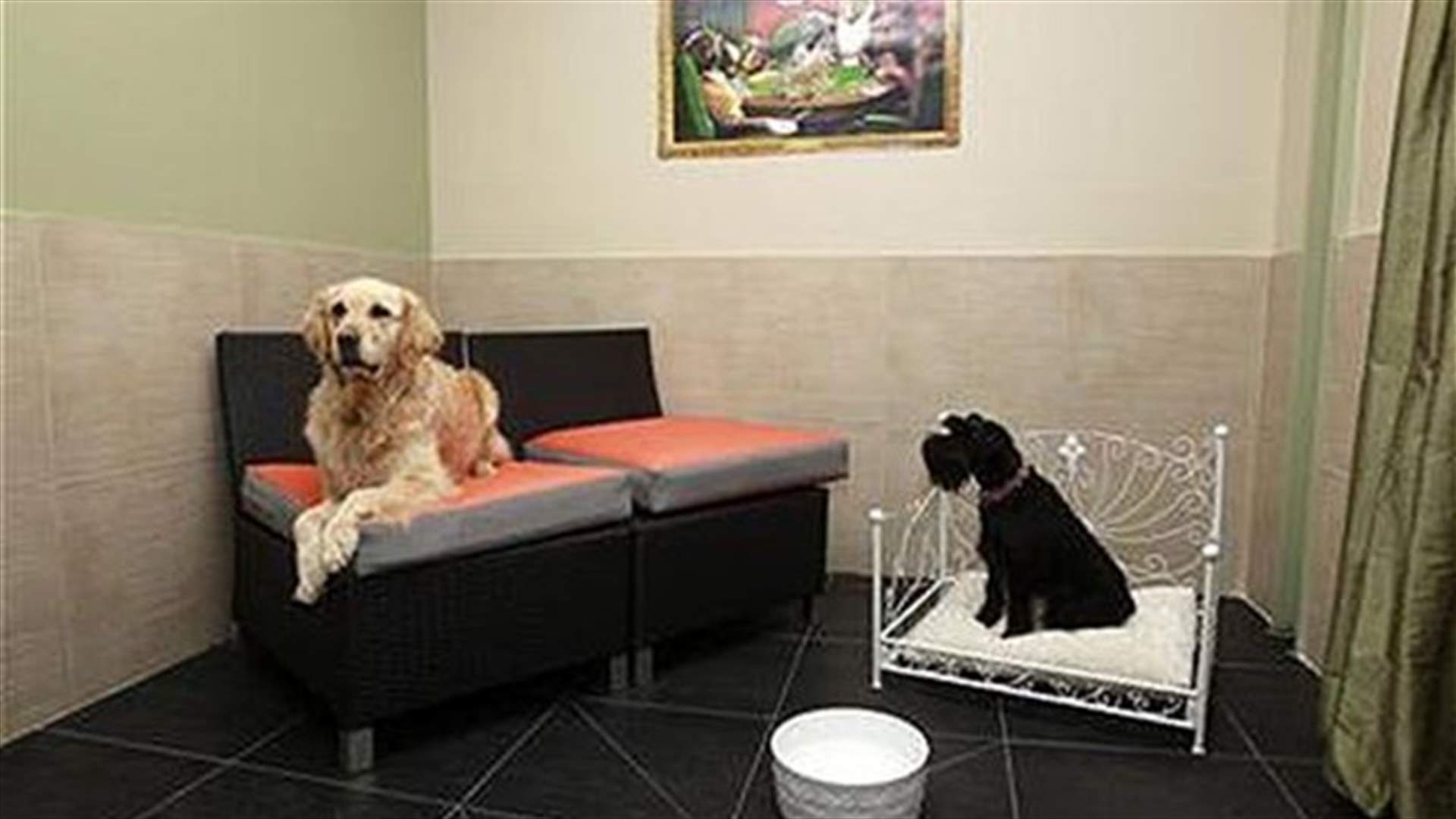 It's a dog's high life French design for pets