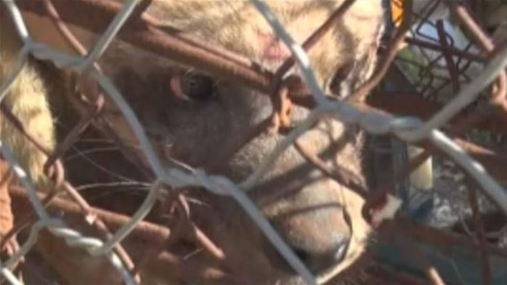 ضبع حي في قبضة احد المواطنين في بلدة برج الملوك