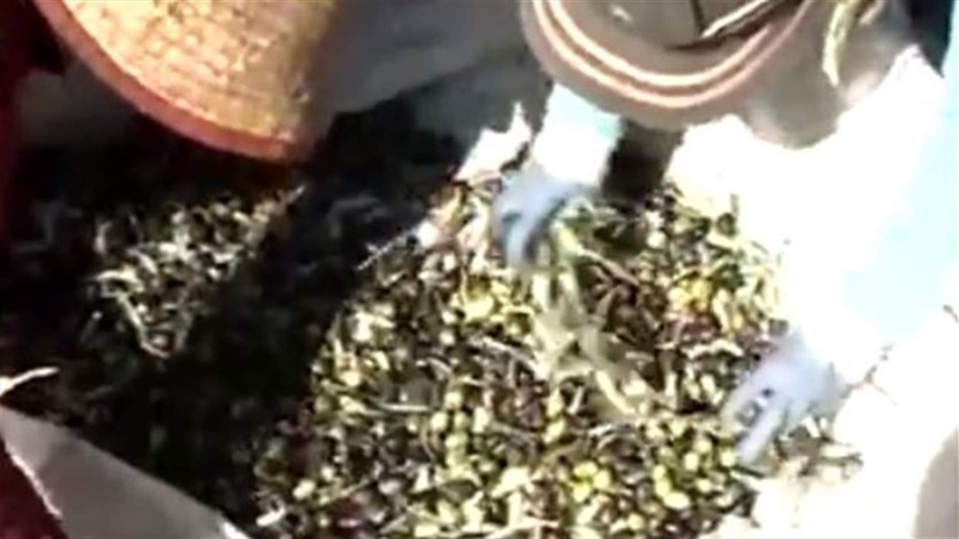 REPORT: Lebanon’s olive season harvests disappointment 