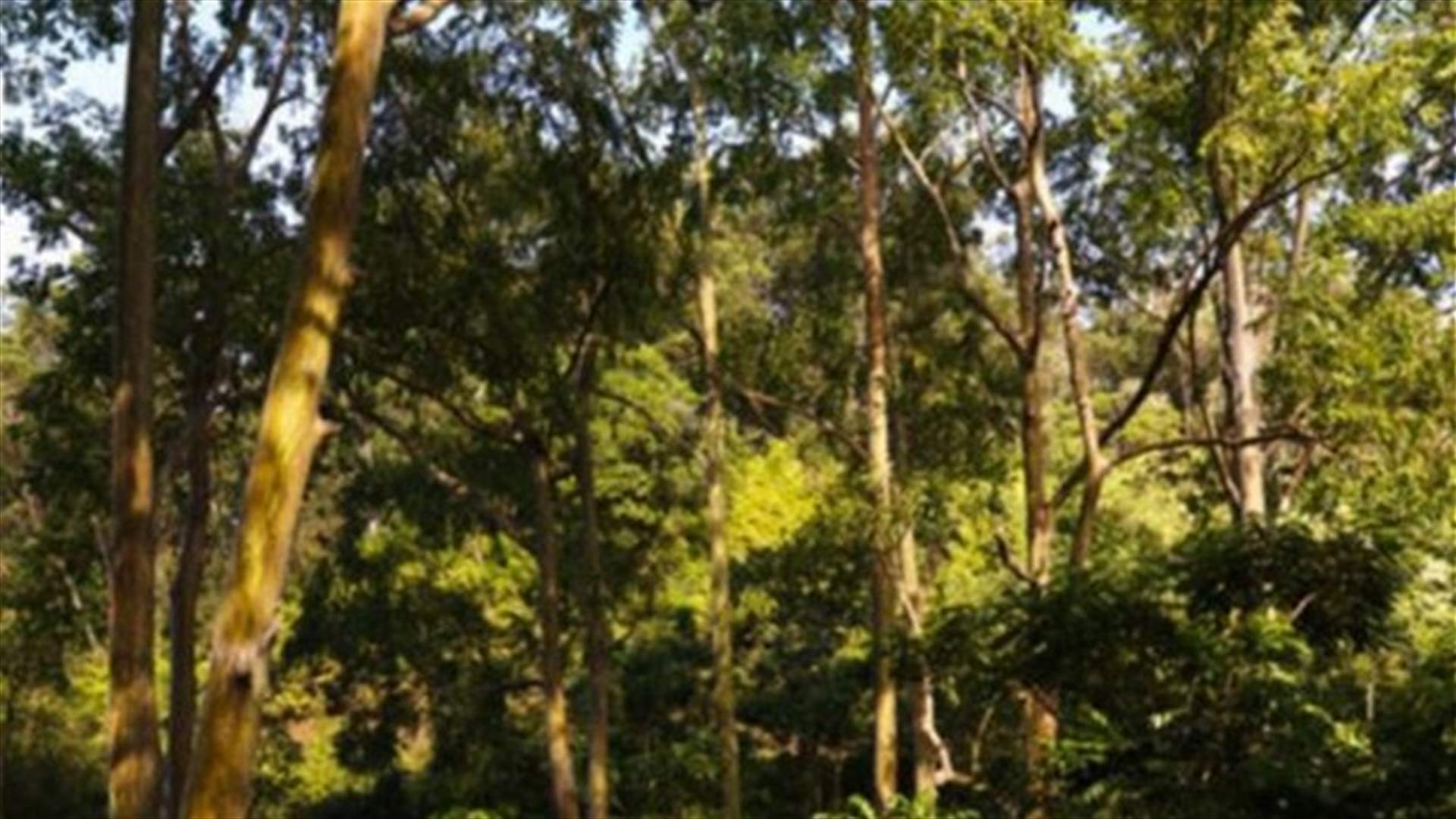 Australia’s gum trees sewn with particles of gold