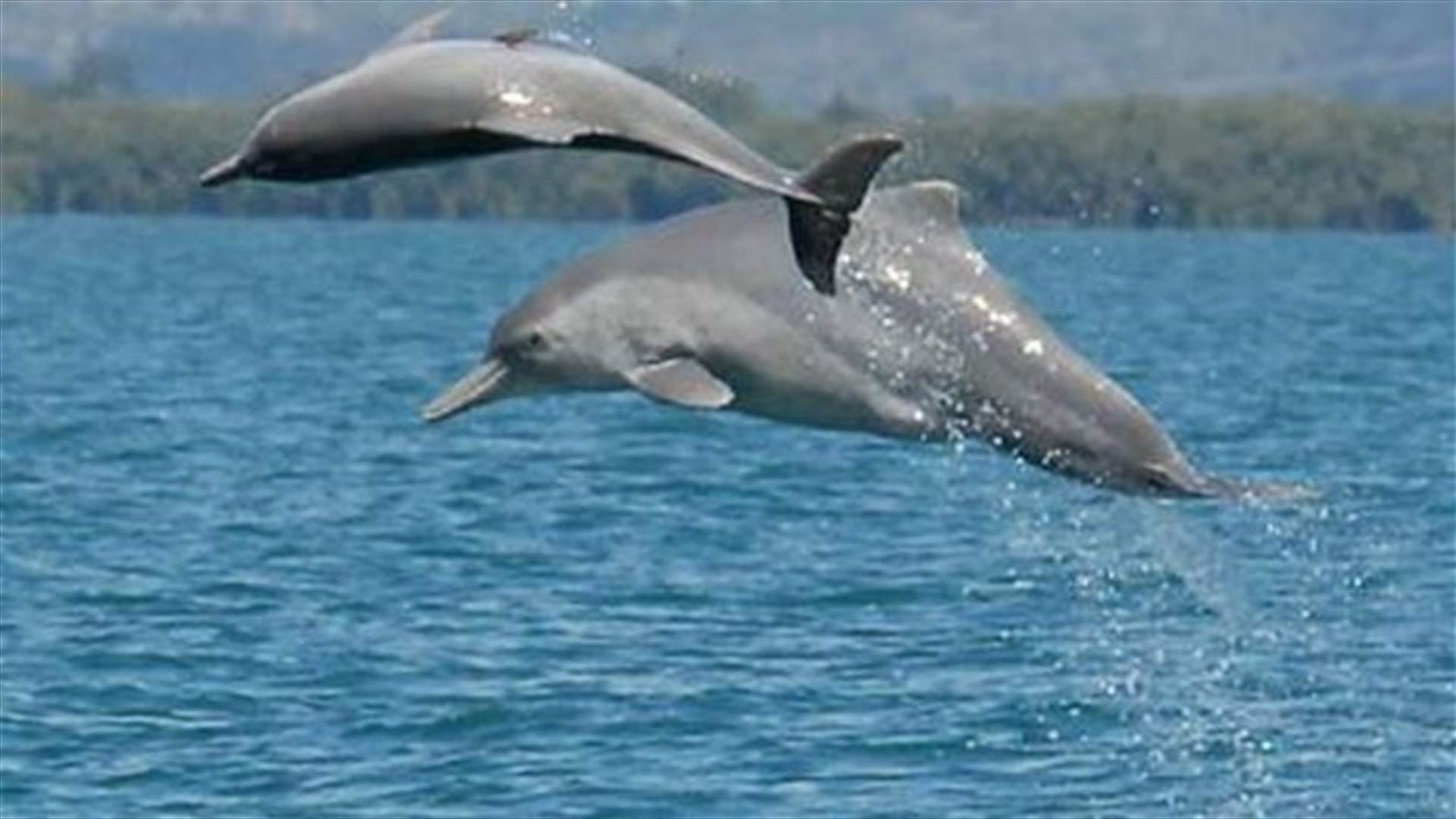 New dolphin species spotted swimming off Australian coast