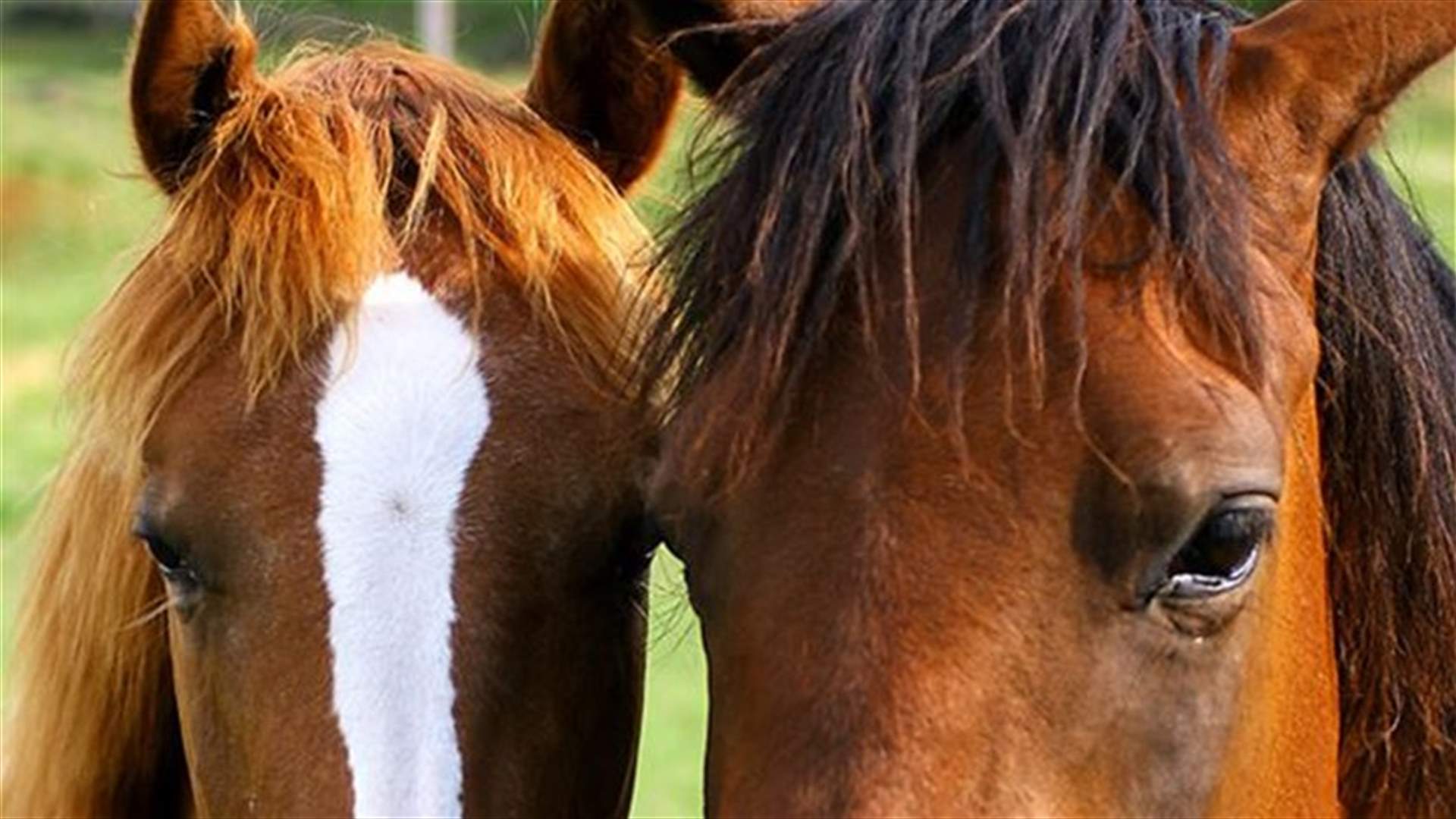 آثار لحوم خيول بمعلبات لحم بقري في بريطانيا