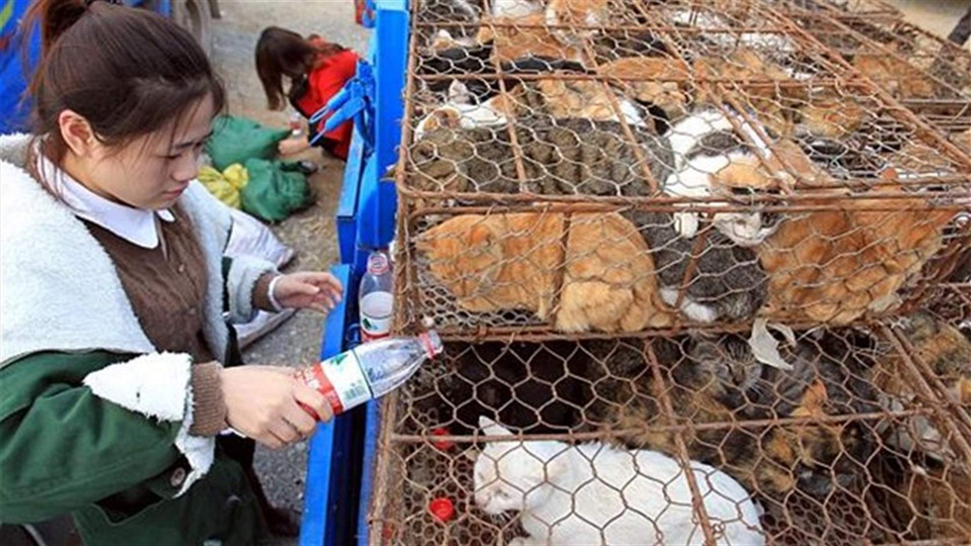 China volunteers rushing to rescue cats