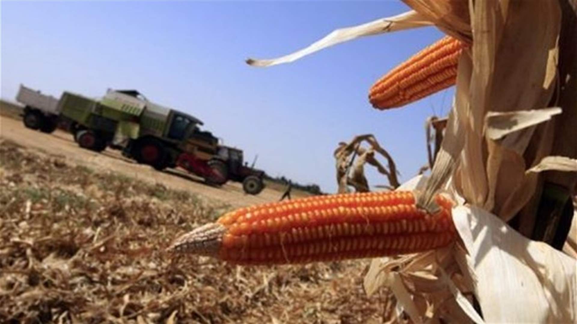 EU execs back OK for genetically modified corn
