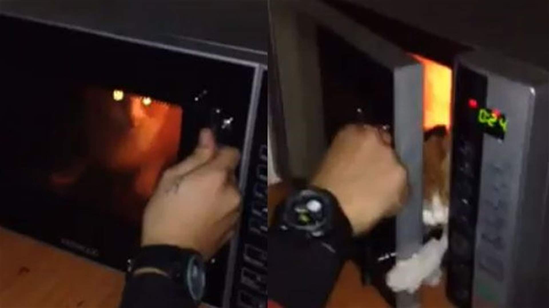 REPORT: Two young Lebanese men torture live cat, upload video on Facebook 