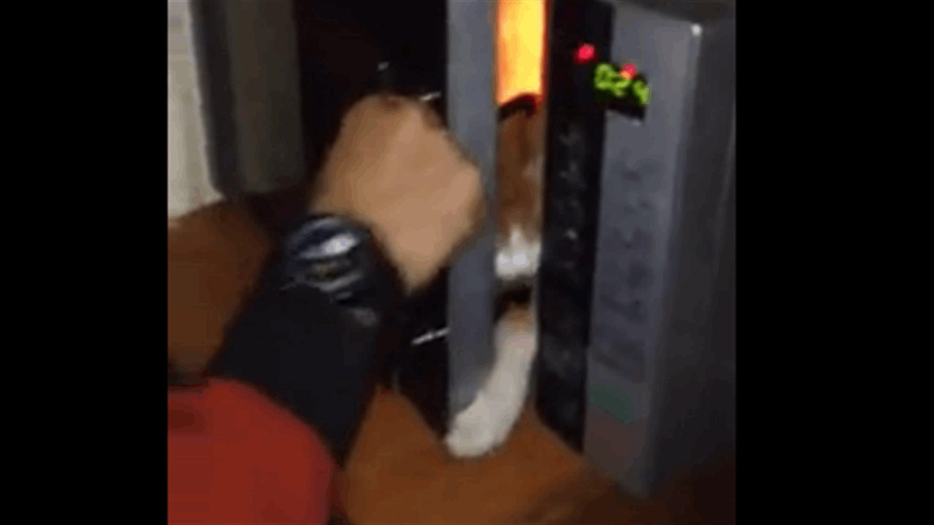 Man puts his Cat in a Microwave