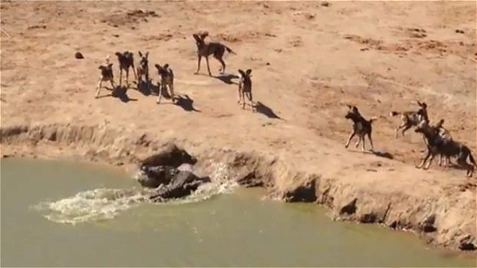 بالفيديو: خنزير بين فكّي تمساح وأنياب ضباع 