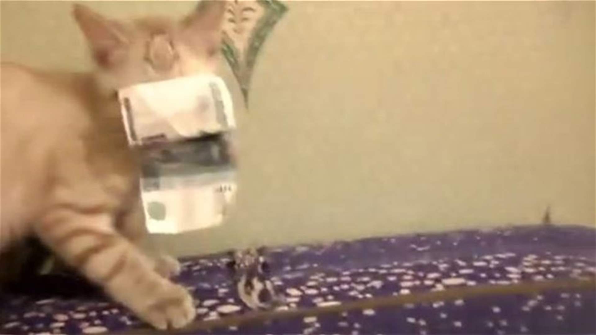 بالفيديو...القطط أيضا تسعى وراء المال
