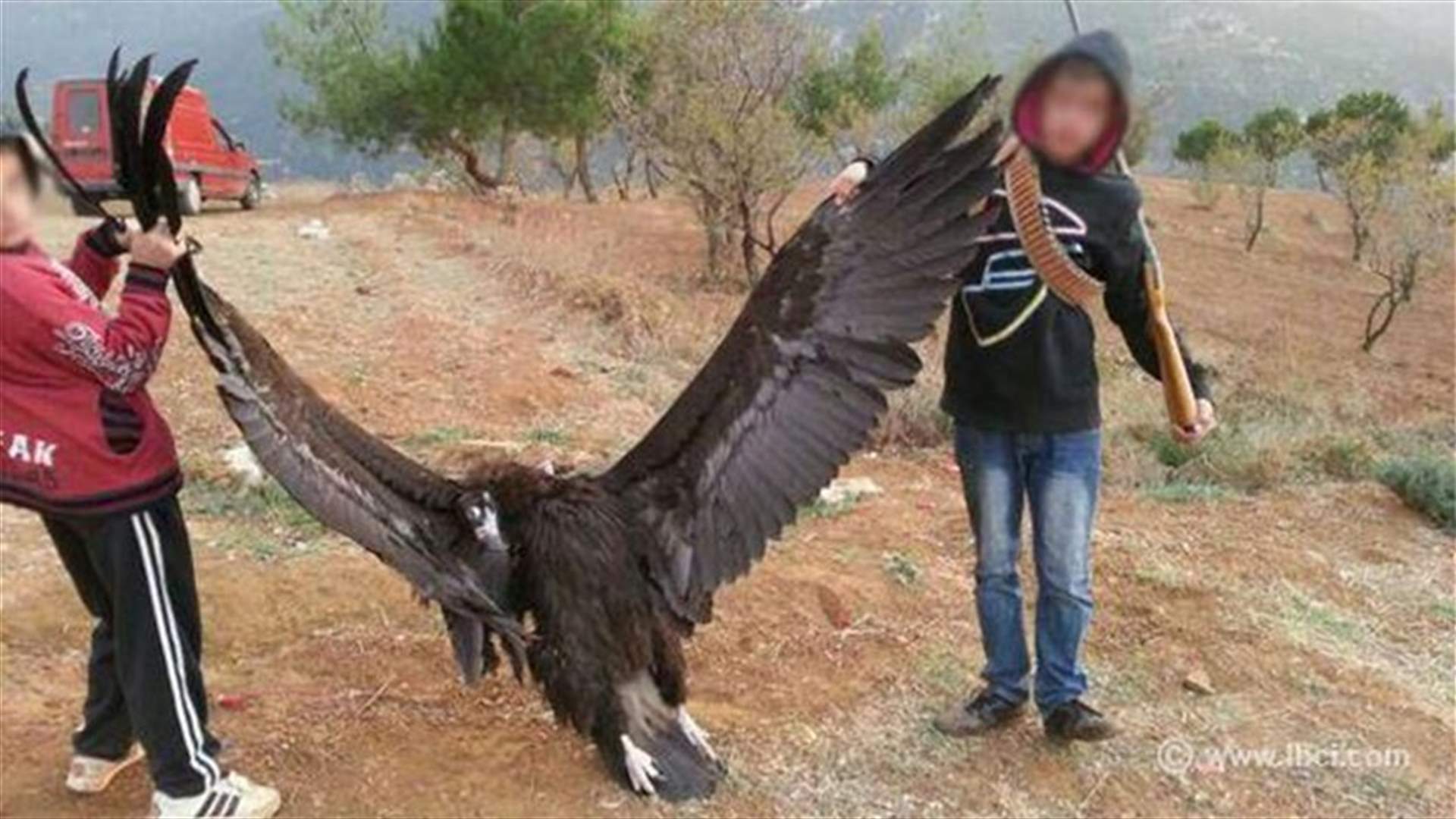 بالصورة..فوضى الصيد اسقطت نسراً في عكار