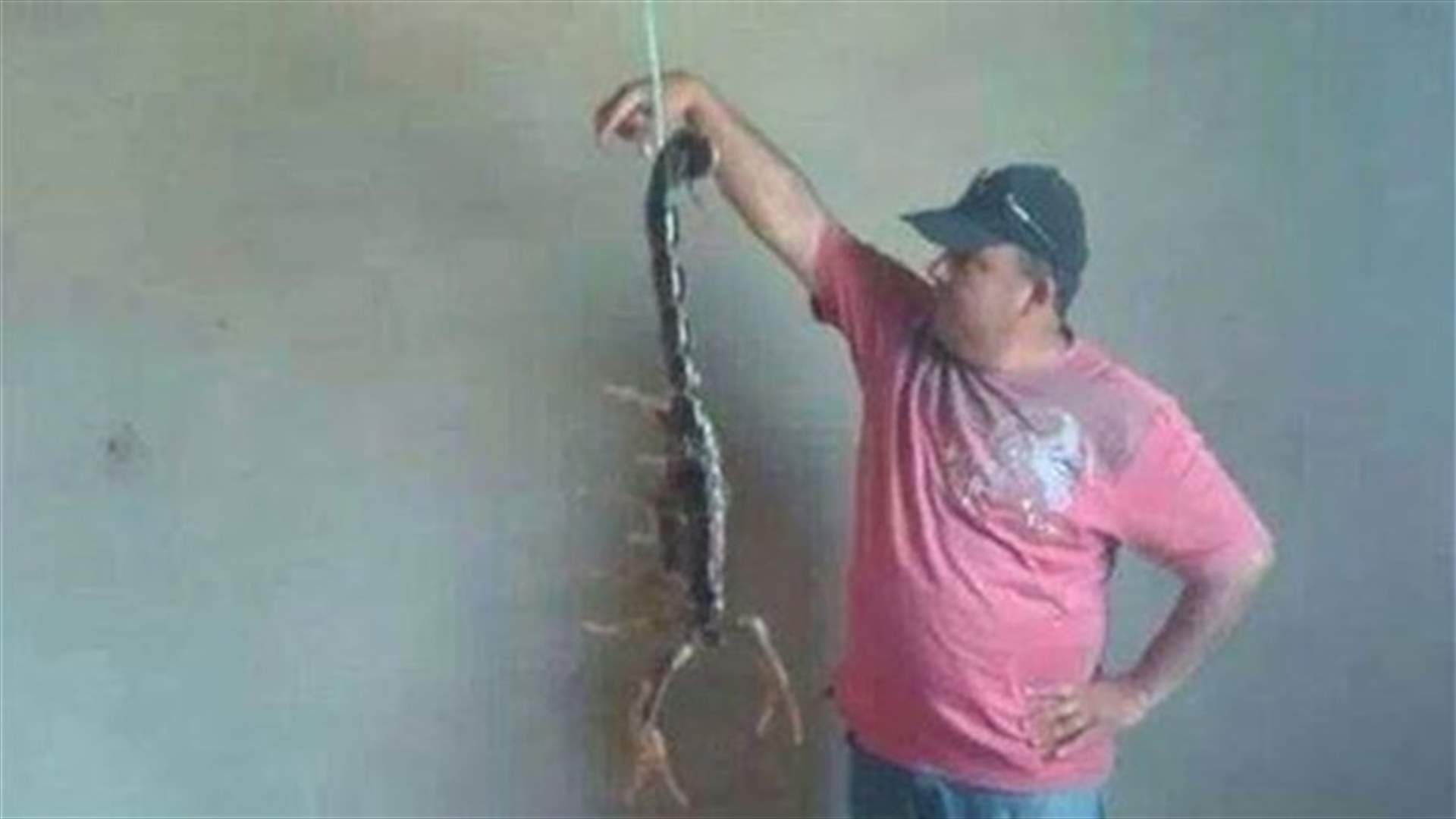 Rare scorpion found in South Lebanon, a hoax