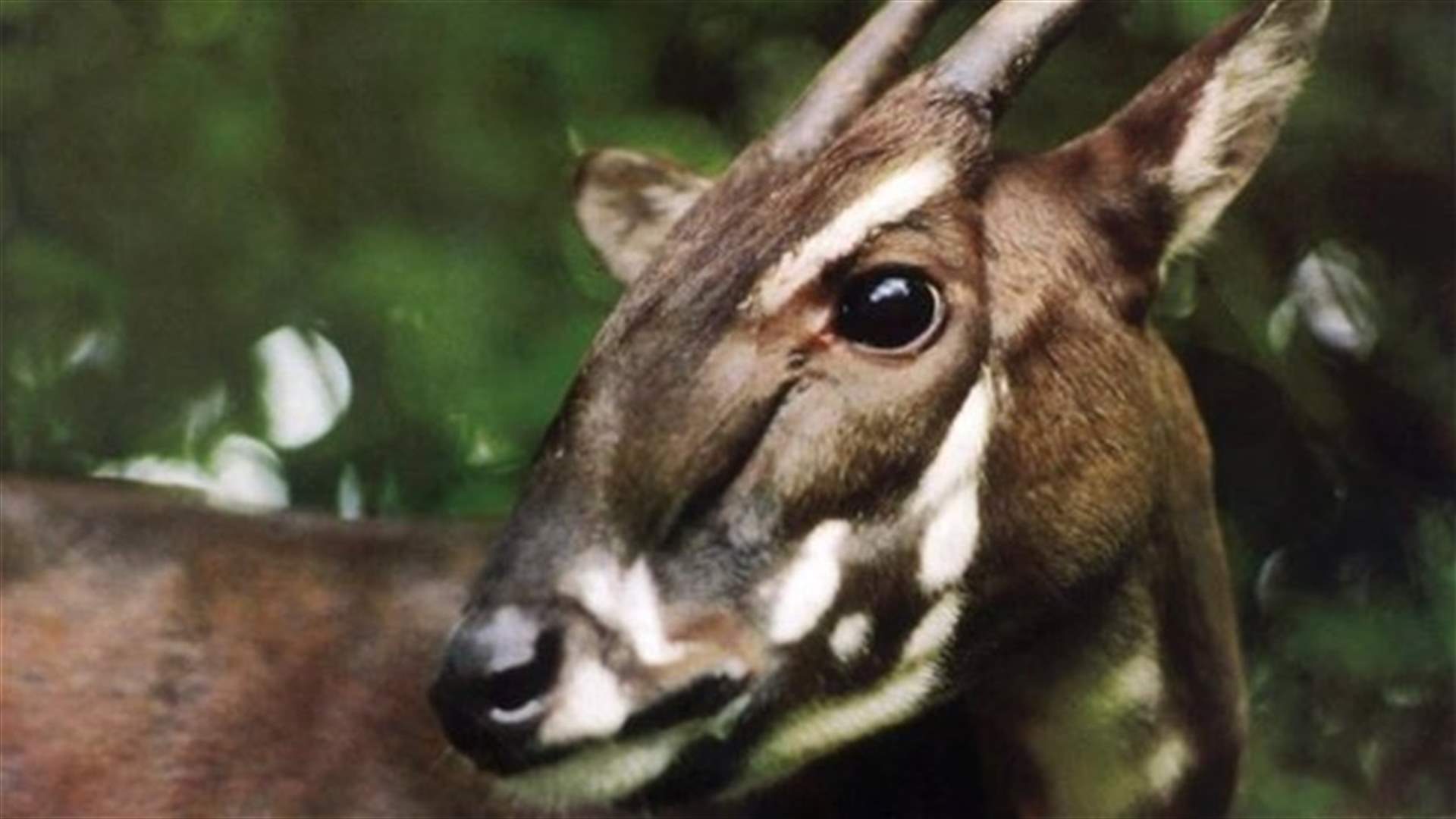 Rare mammal first sighted in Vietnam in years