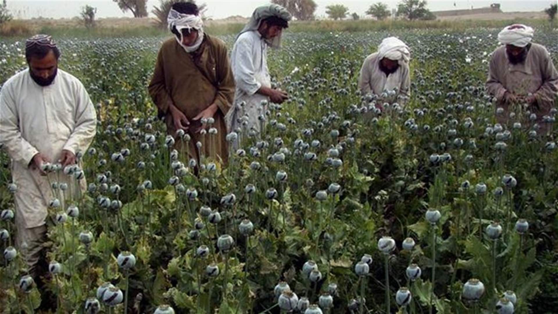 UN says Afghan opium production hits record high