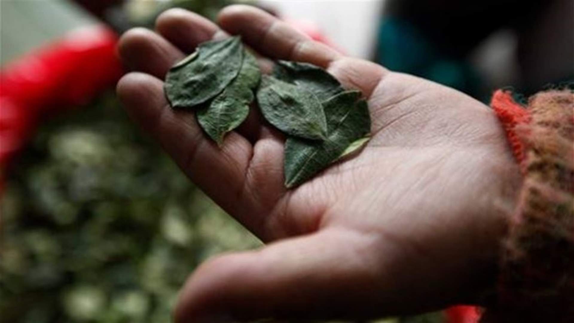 Bolivia says most of its coca for traditional uses