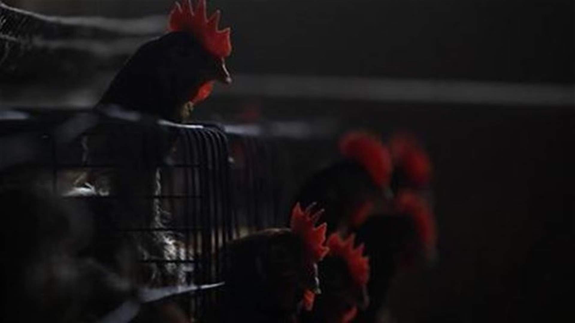 Bird flu strain infects human for 1st time