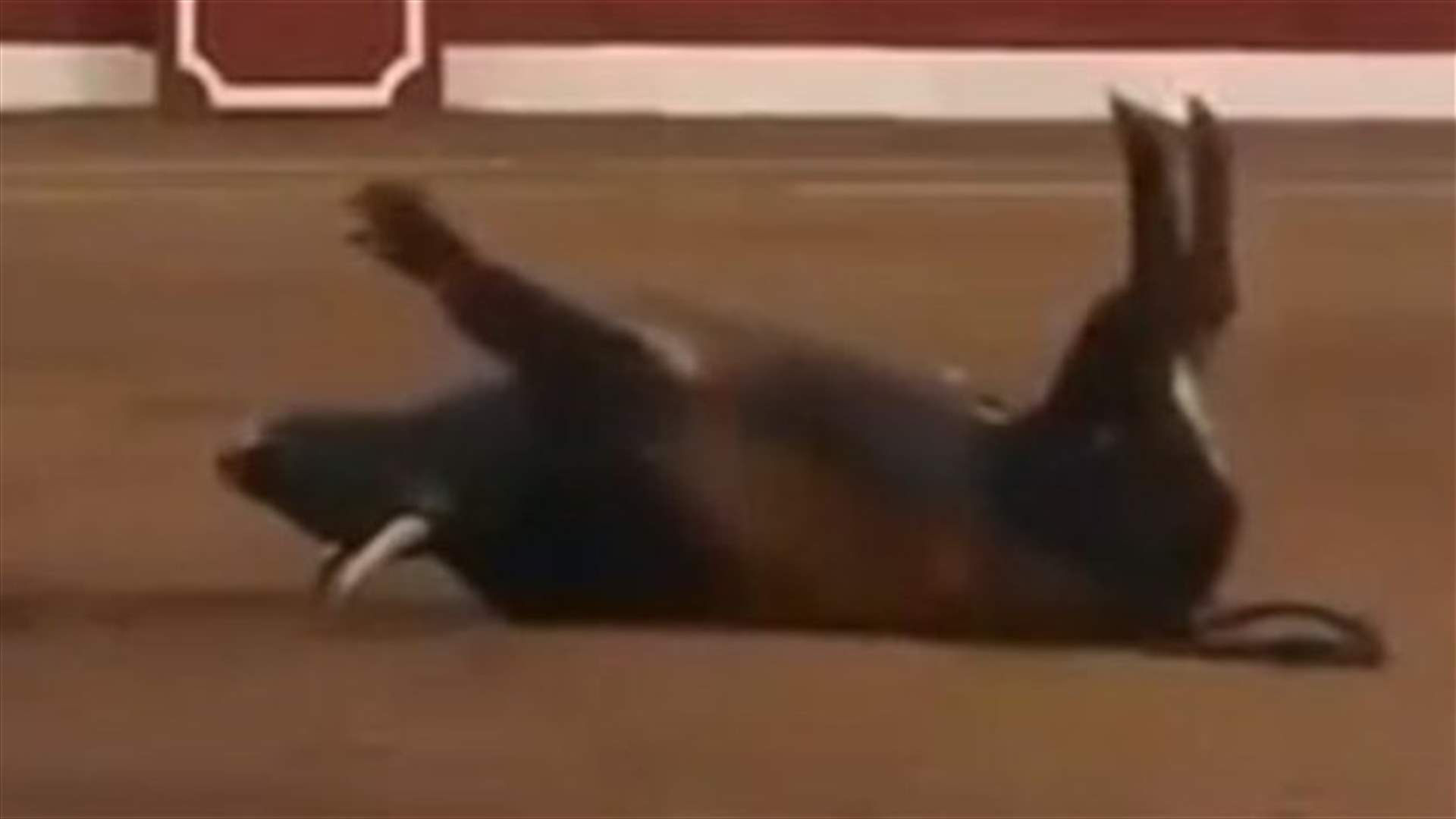 بالفيديو: ثور يفقد توازنه وينقلب على ظهره في الحلبة