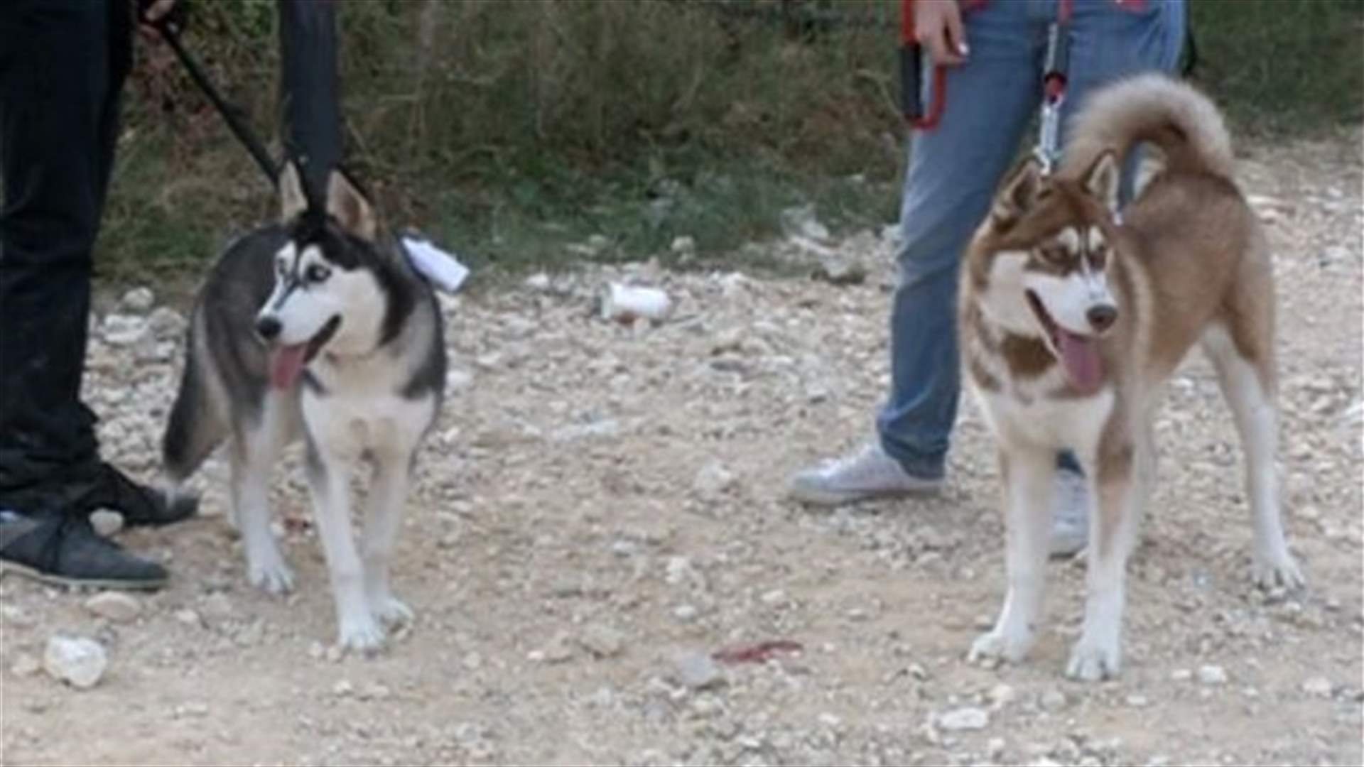 REPORT: Beirut hosts dog walk for peace and freedom