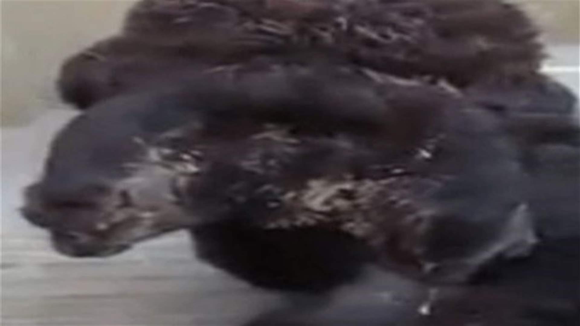 بالفيديو .. جمل يولد برأسين في السعودية