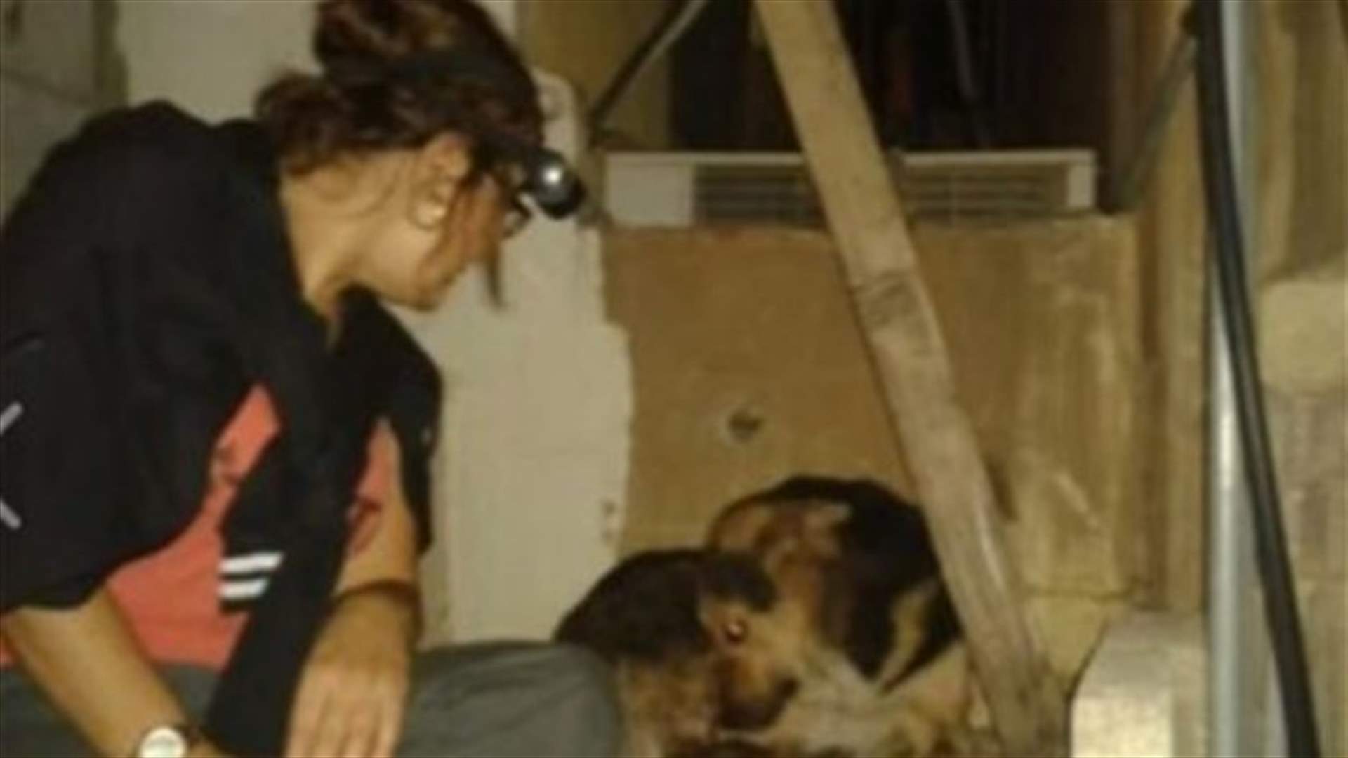 Friendly Dog Shot at close range