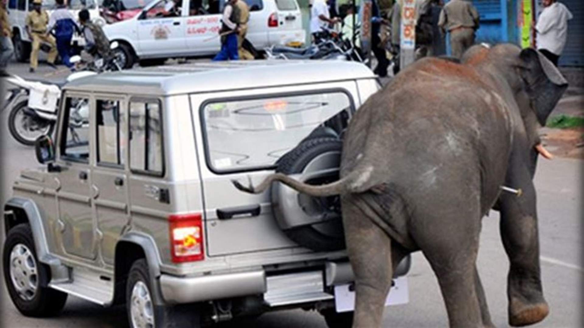 Elephant wanders around Rome for two hours after circus breakout