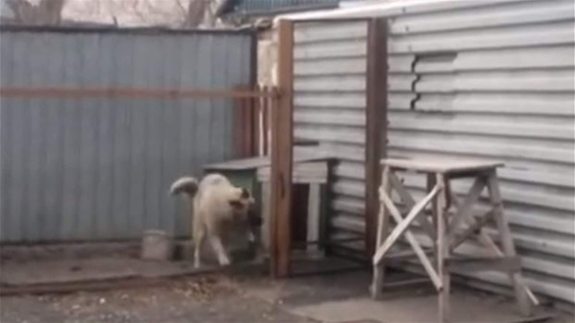 بالفيديو: كلب يرقص بمهارة على وقع أغنية شهيرة  