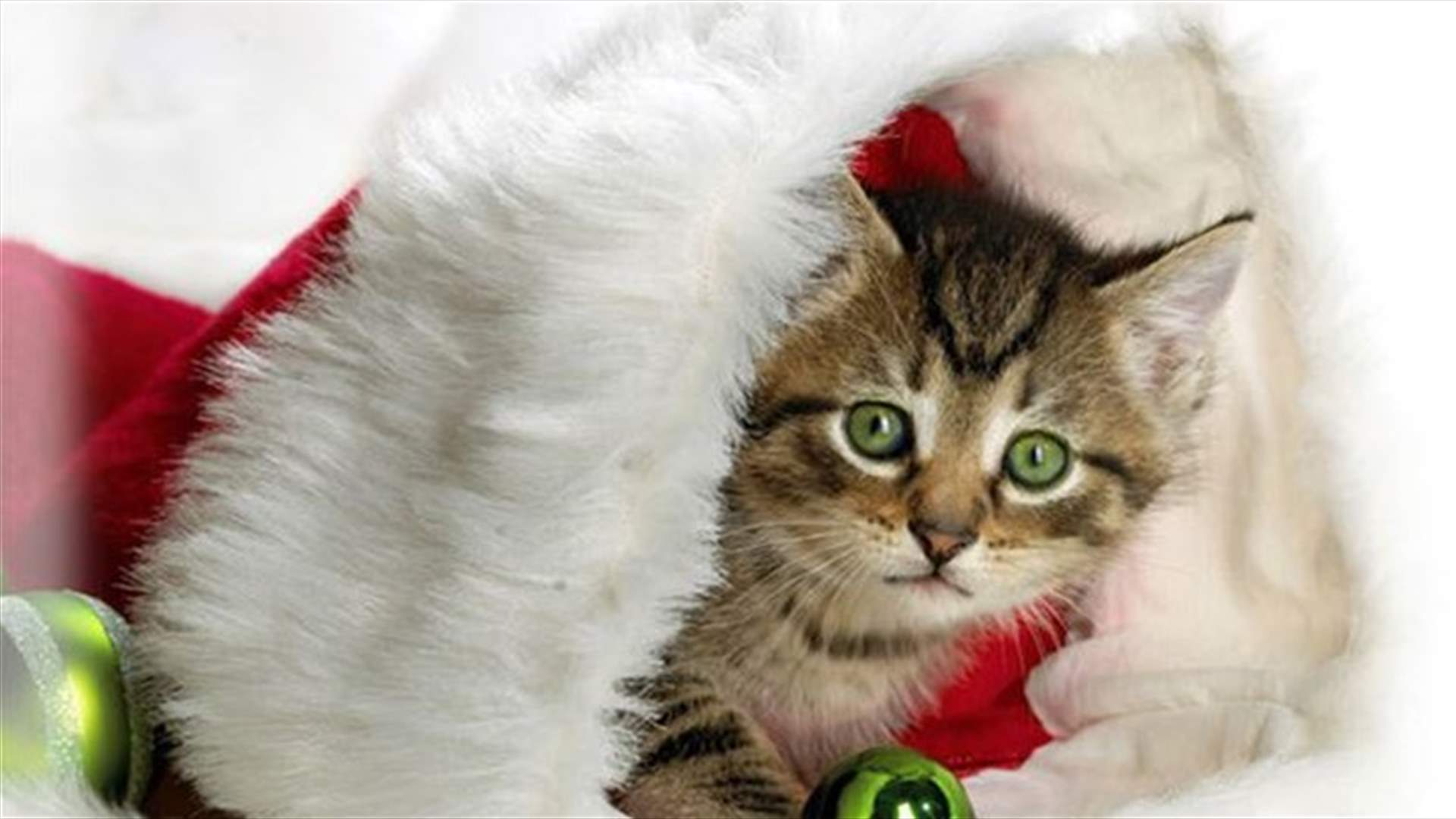 Pets on Christmas