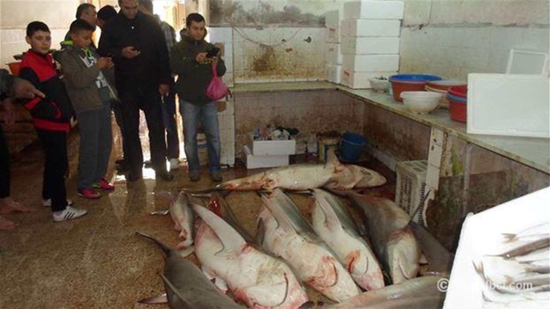 9 sharks found in Tyre's shores [PHOTOS] 