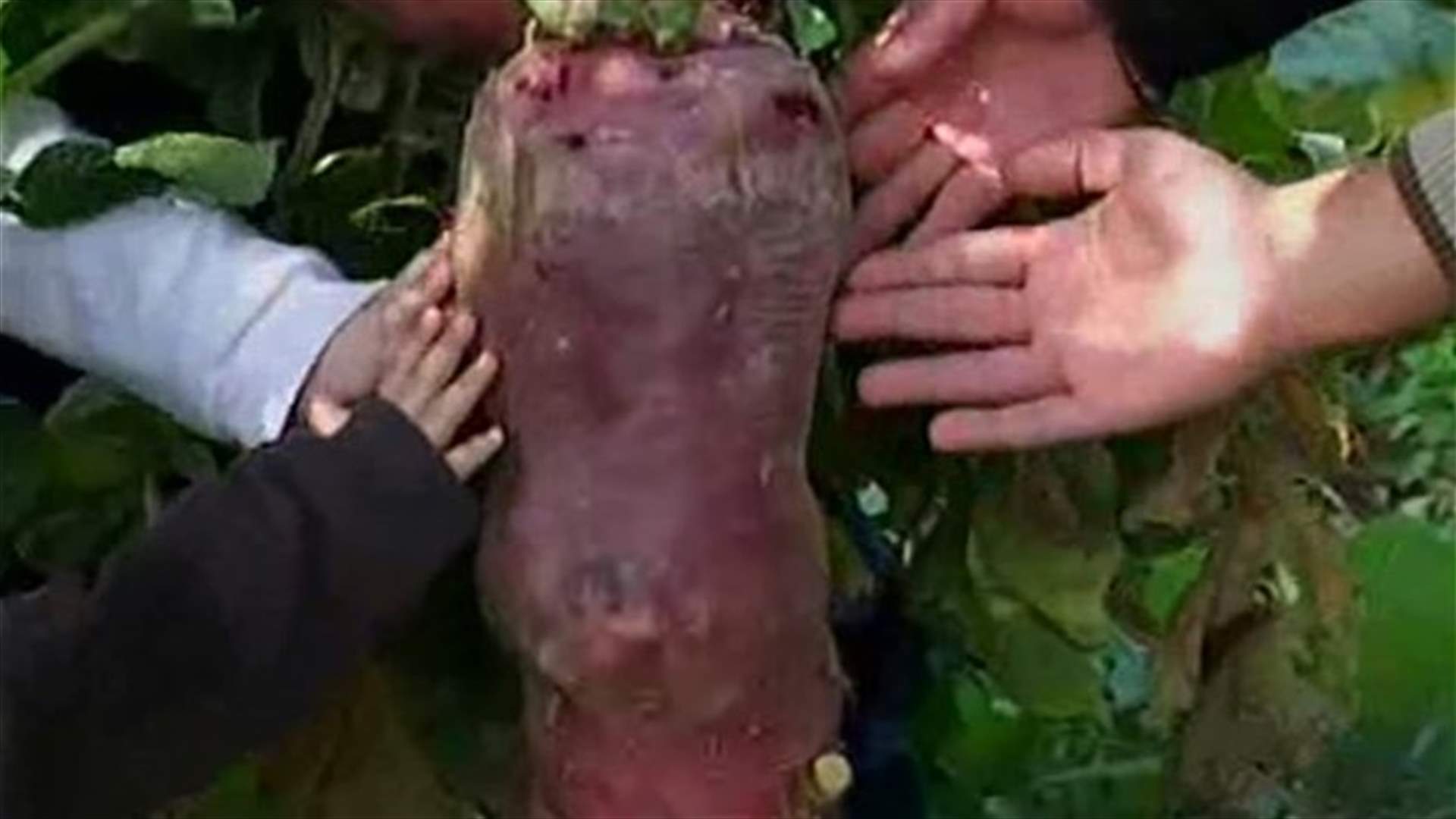 REPORT: Huge radish found in Deir el-Qamar