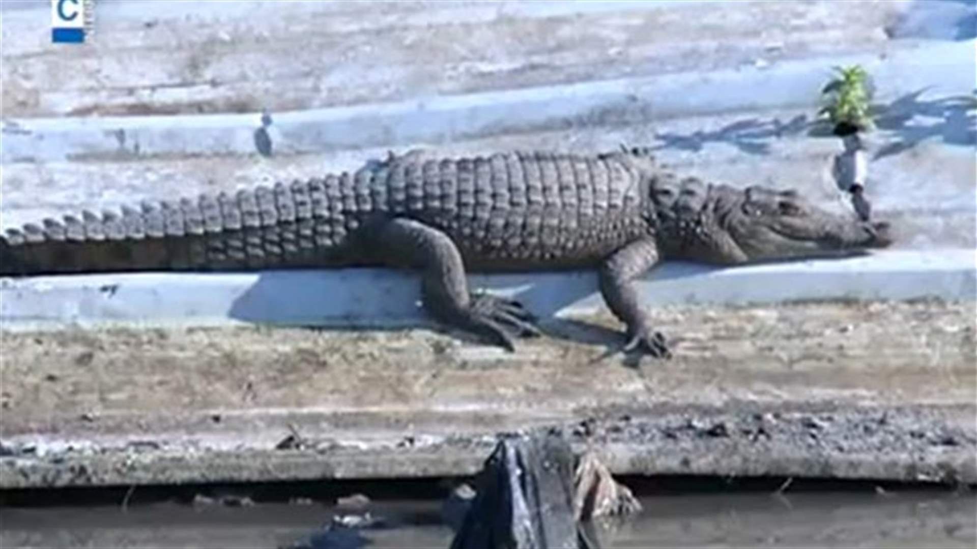 REPORT: Crocodile spotted again in Beirut River estuary